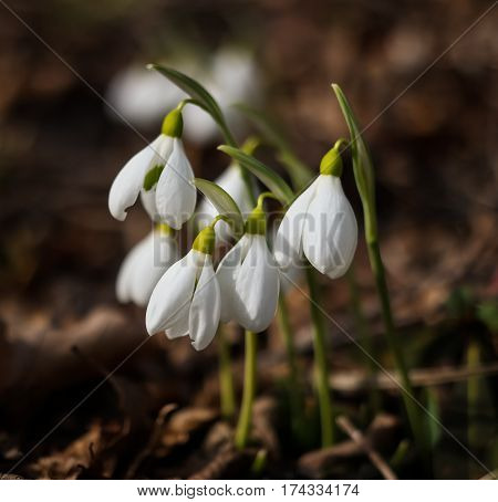 Galanthus aka snowdrop flower Demirji range Crimea