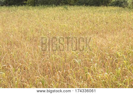 sceen of hay field grass in rural area in pushkar India
