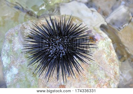 Black sea urchin (arbacia lixula) on a stone which is surrounded by water