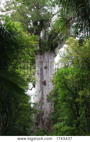 Tane Mahuta (Nz Kauri strom) 