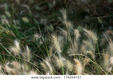 Fluffy dwarf burgundy bunny fountain grass in a park Spain green grass in the background closeup delicate wallpaper template