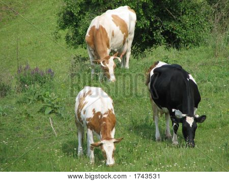 Vaches 