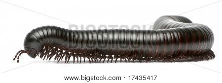노래 기, Myriapoda, Spirostreptus giganteus 흰색 배경 앞