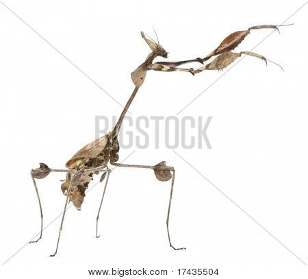 바이올린 사마귀, Gongylus gongylodes, 흰색 배경 앞에서 방황 하 고