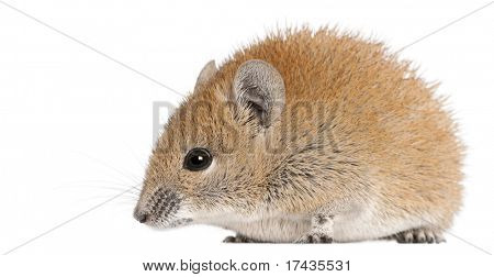 Golden Spiny mus, Acomys russatus, 1 år gammel, foran hvid baggrund