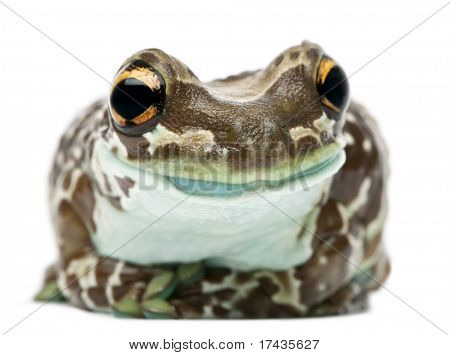 Amazon Milk Frog, Trachycephalus resinifictrix, in front of white background