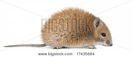 Golden Spiny mus, Acomys russatus, 1 år gammel, foran hvid baggrund