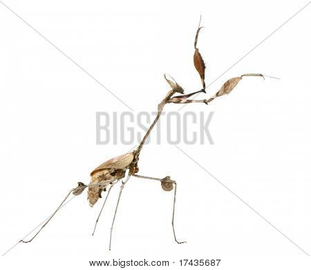 바이올린 사마귀, Gongylus gongylodes, 흰색 배경 앞에서 방황 하 고