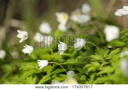 Buds of an anemony are dismissed on a meeting to the spring sun.
