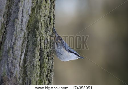 Nuthatch clung to the bark of a tree and carefully and cautiously looks around