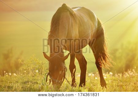 Photo horses close up in backlighting .