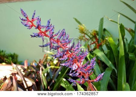 A view of an aechmea dichlamydea var trinitensis flowers