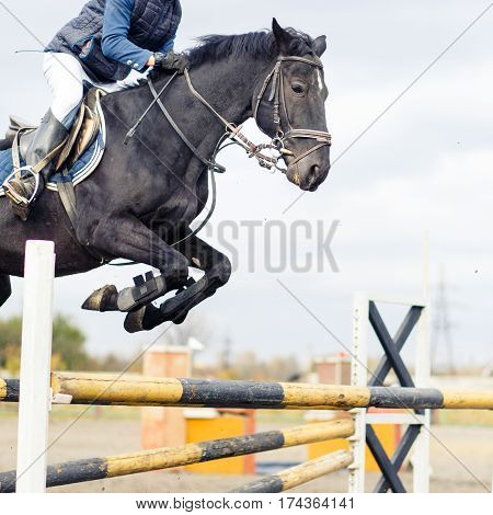 Raven horse with sportsman jump over oxer on show jumping competition