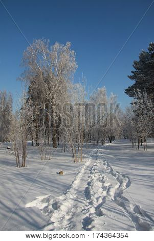 Trodden path in snow-covered Siberian park in a day time
