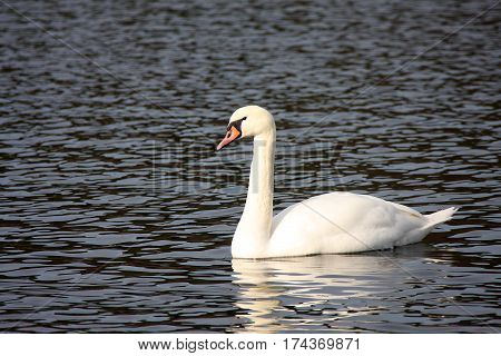 White whooper swan on the lake in the spring sunny day