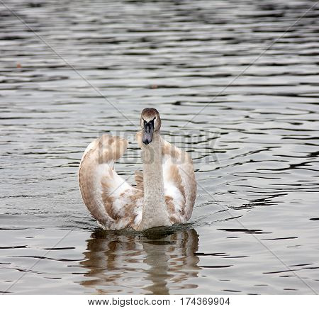 Graceful white swan on a lake surface of the water