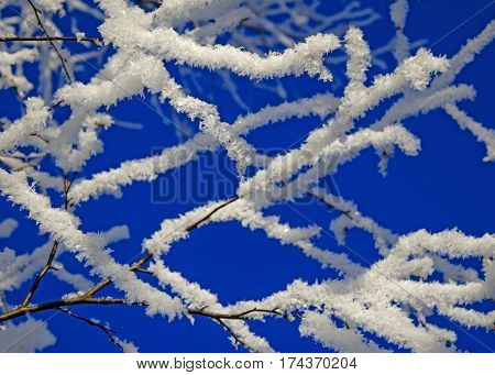 The birch branch covered with hoarfrost against the background of the blue sky.