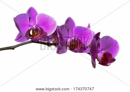 Purple orchid on a branch isolated on white background grown at home