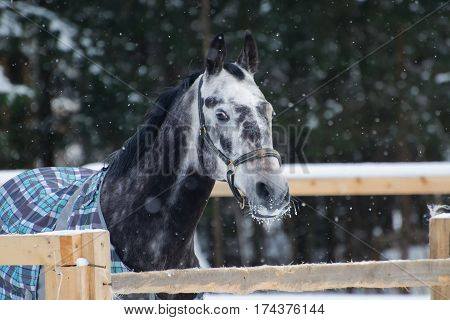 Portrait of a thoroughbred horse grey spotted under the snow. Walking race horses during the cold season in the blankets. Trotter apple coat is winter in the outer paddock.
