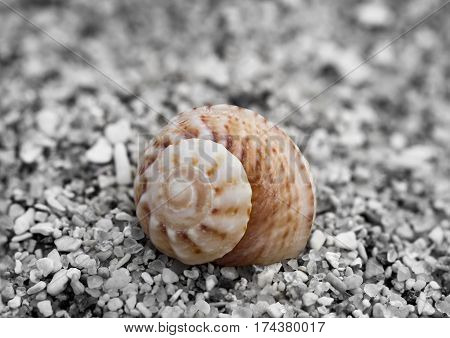 Snail shell of a sea snail, nature, USA