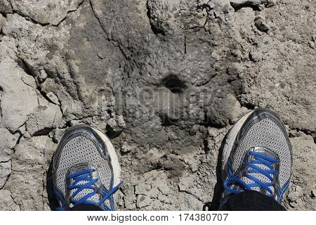 Little geothermal bubbling hot mudpot with gray slurry, and the feet of the observer wearing running shoes, in California.