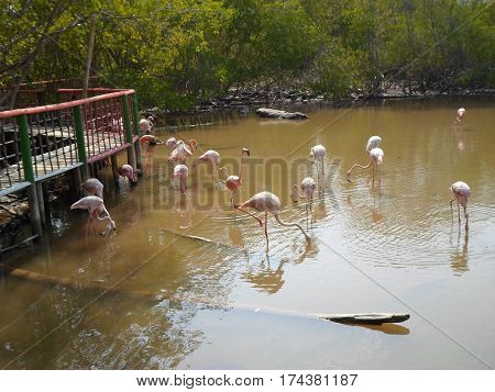 Exotic paradise pink flamingos conjugated with the ideal nature to meditate