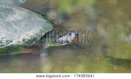 Turtle in the river taking his head out of the water. Common names: Charapa. Scientific name: Podocnemis unifilis