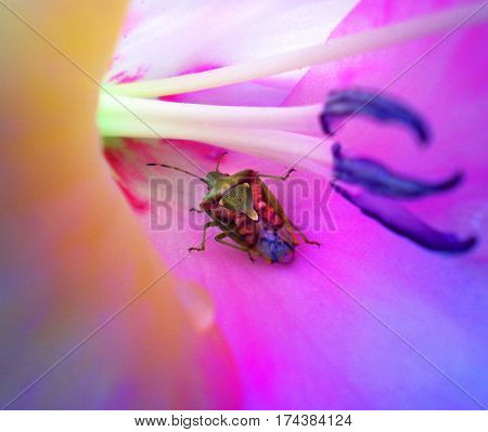 Dolycoris baccarum on the beautyfull purple flower