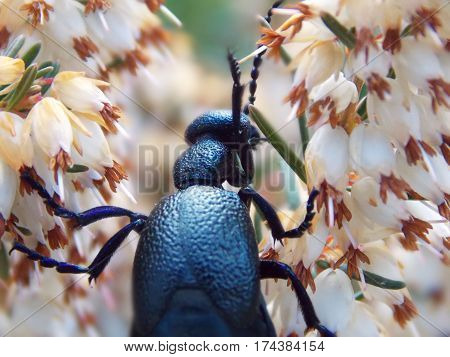Meloe violaceus on the white flowers of pery