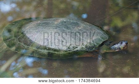 Turtle in the river taking his head out of the water. Common names: Charapa. Scientific name: Podocnemis unifilis