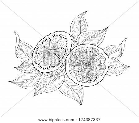 Vector Monochrome Contour Composition with Ornate Lemons and Leaves. Hand Drawn Decorative Slice of Citrus with Doodle Pattern. Botanical Illustration