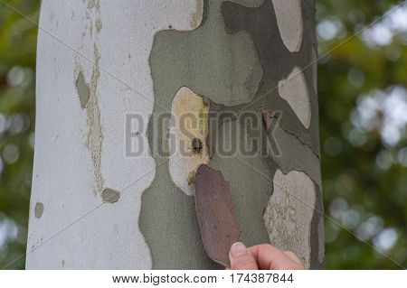 The view of a brown marmorated stink bug on a tree.
