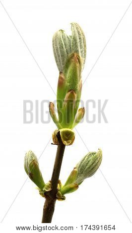 Spring Twig Of Horse Chestnut Tree
