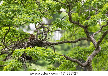 Young tiger heron in treetop nest Costa Rica