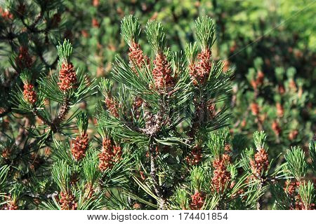 Strobili of the young pines in coniferous forest.