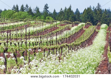 Grape vineyard of Pinot Noir grapes in Oregon State with summer white blossoms between rows