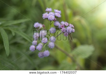 green wild herbal grass flowers (Vernonia cinerea Less. Little ironweed) with blur background