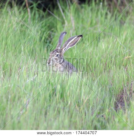 Black-tailed Jackrabbit (Lepus californicus) hiding in tall grass.