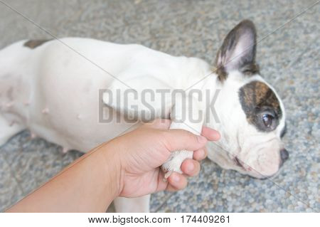 tame dog hand up , French bulldog