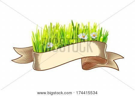 Vintage engaved line ribbon with green grass and chamomile flower isolated on white background. Vector illustration. Hand drawn in a graphic style.