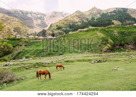 Two Red Brown Horses Grazing On Green Mountain Slope In Spring In Mountains Of Georgia Near Gergeti Trinity Church Or Tsminda Sameba - Holy Trinity Church On Background