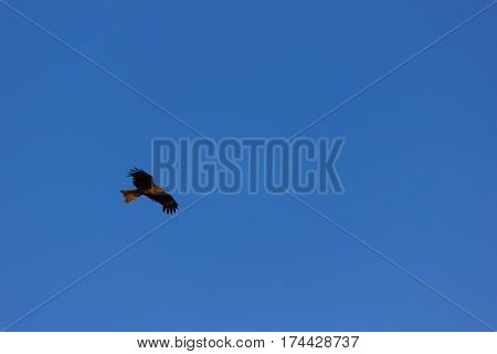 american bald eagle in flight against blue sky