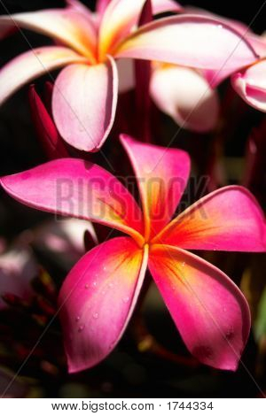 Plumeria_001
