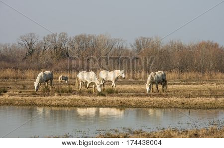 Scenic nature reserve park of river mouth of Isonzo