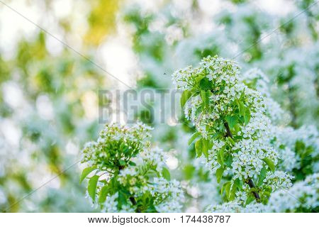 Beautiful sping bloom of wild plum flowers