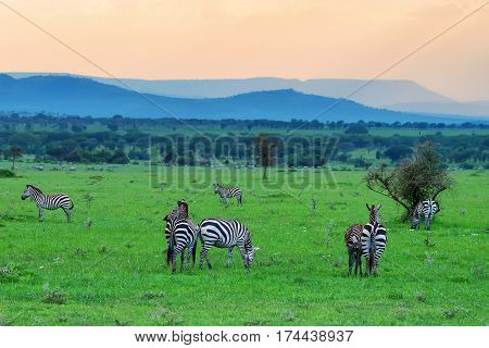 Scenic savannah sunset landscape with grazing zebras