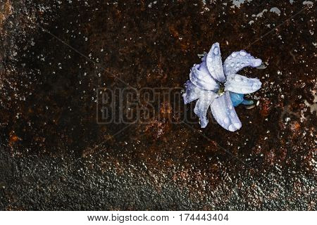Still Life Jacinth