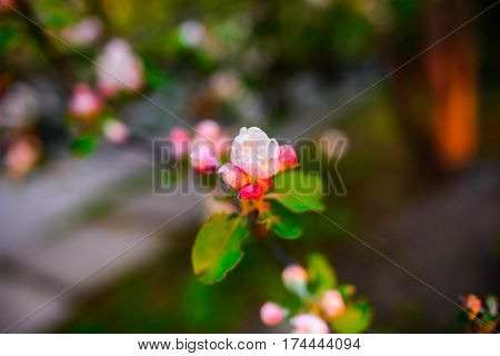 Blooming Almond Tree On The Blue Sky Background.
