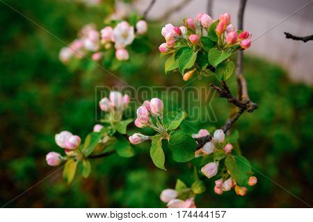Blooming Almond Tree On The Blue Sky Background.