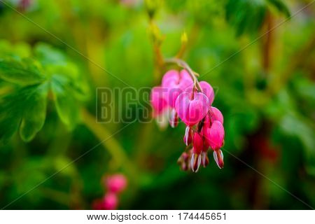 Ruby Throated Hummingbird ,archilochus Colubris